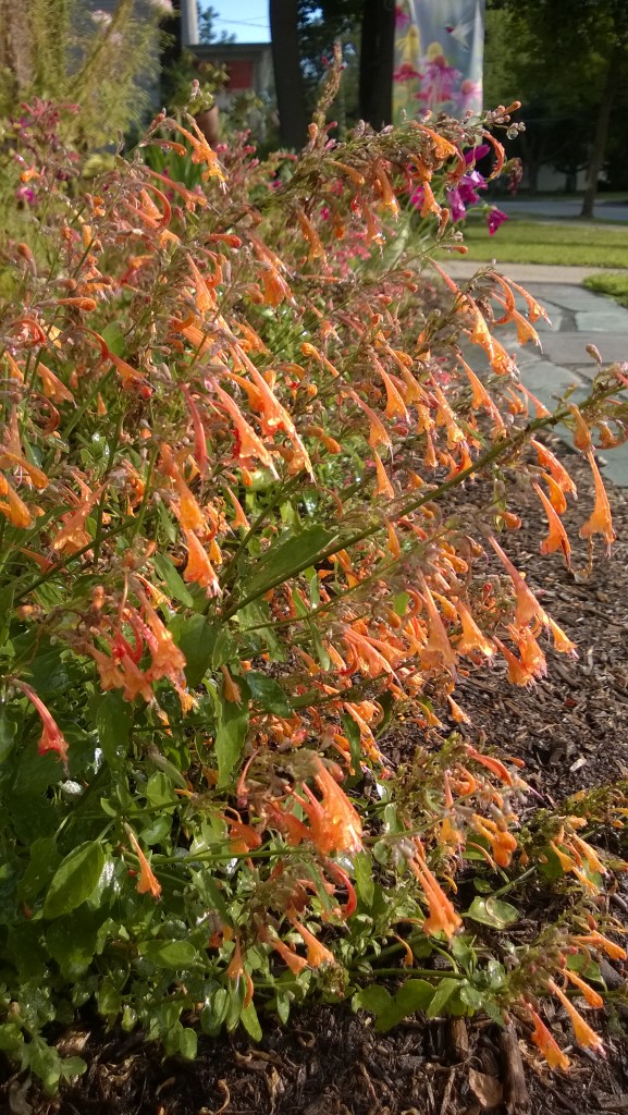 tango agastache