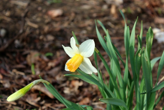 daff