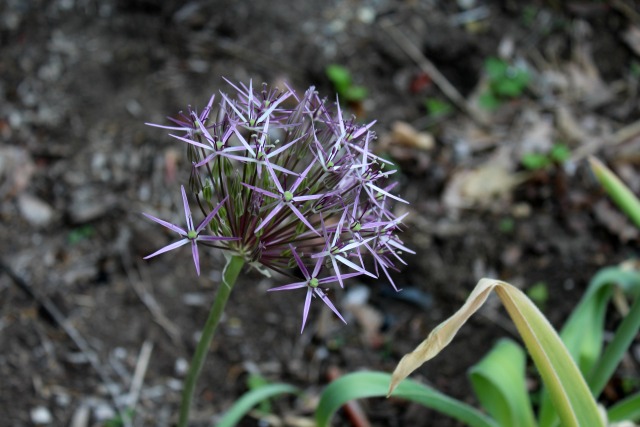 allium