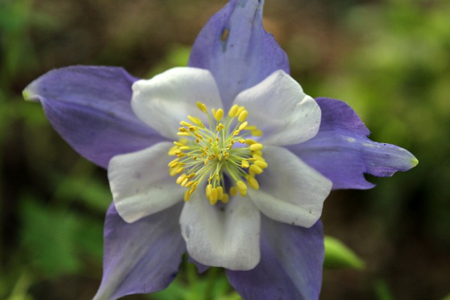 columbine