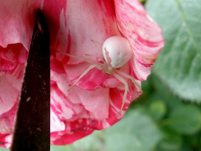 crab spider