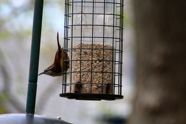 wren