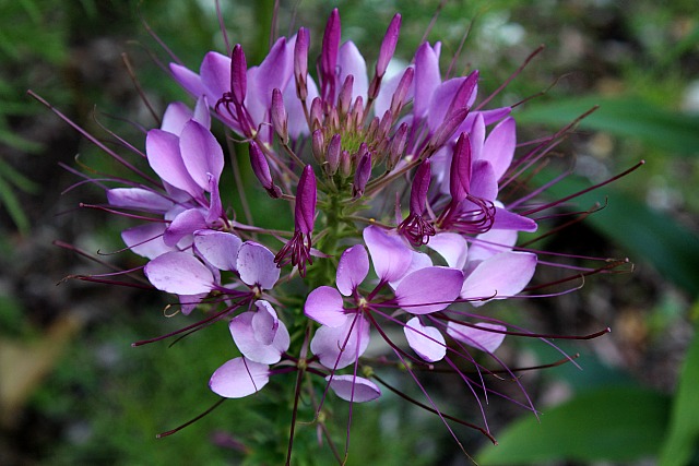 cleome