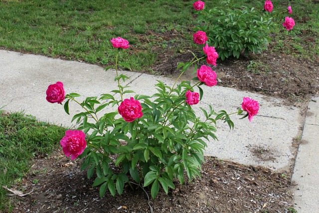 peonybush