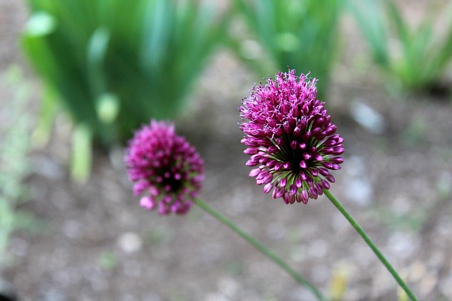 allium7-8