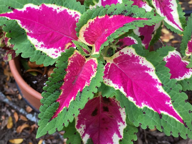 coleus8-31